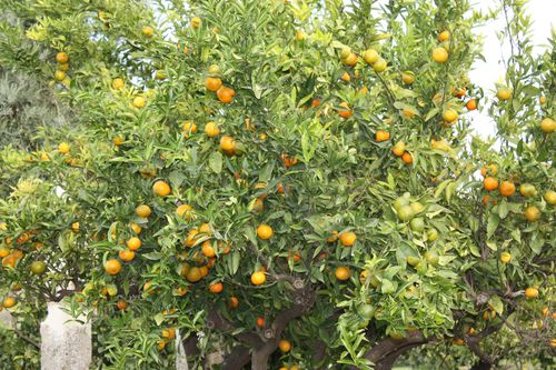 Orangers de l'hotel à Syracuse