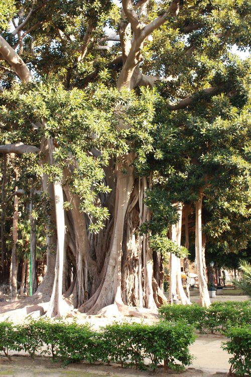 Parc de Garibaldi à Palerme